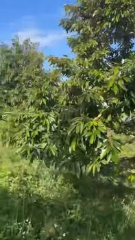 Lô rẫy đẹp tại thôn 8, xã Ea Khal, Đắk Lắk 5000m² giá 1,1 tỷ - Cơ hội đầu tư hấp dẫn!