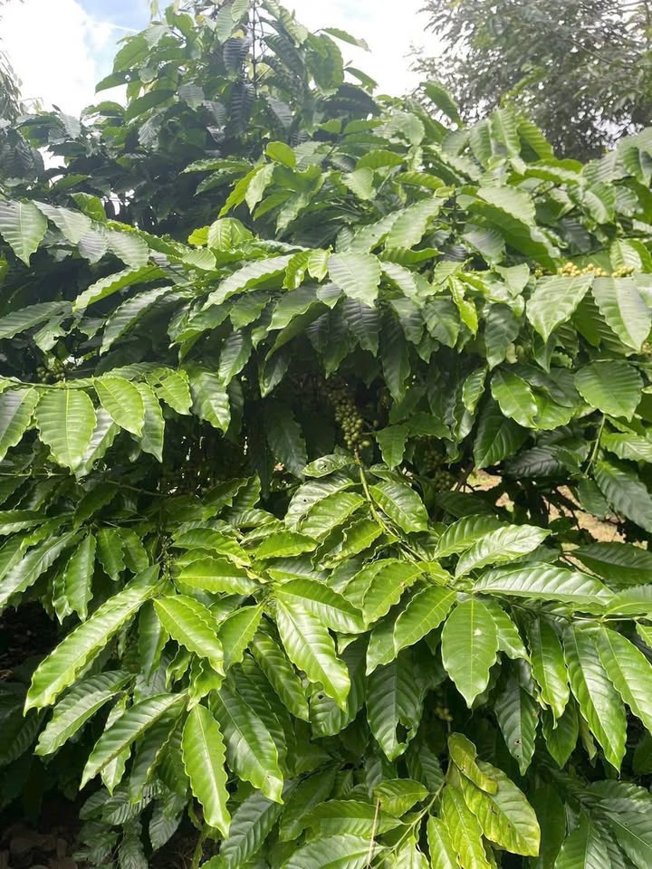 Đất nông nghiệp 5 sào tại Cư Kuin, Đắk Lắk - Giá chỉ 1.65 tỷ