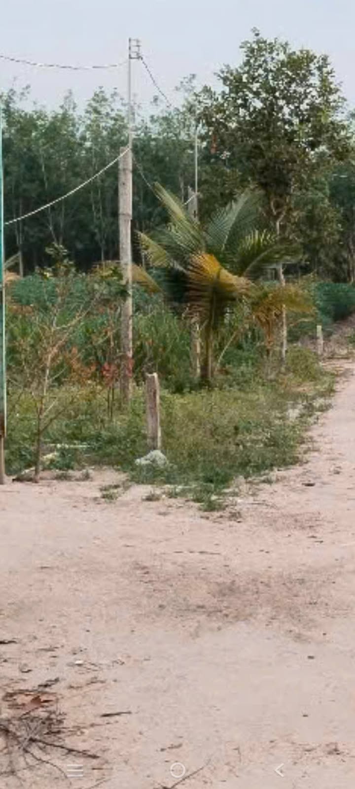 Đất thổ cư 60m² tại Thạnh Tây, Tân Biên - Sắp thu hoạch dừa!