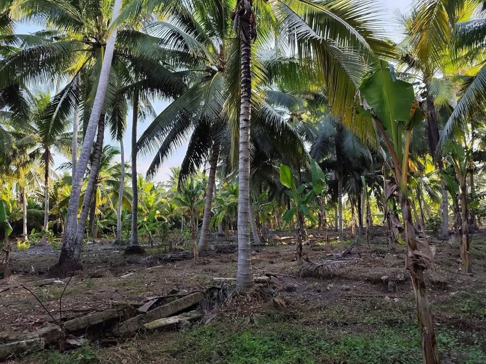 Đất vườn dừa 5 công tại Thạnh Ngãi, Mỏ Cày Bắc - Giá chỉ 3.5 tỷ, thương lượng tốt!