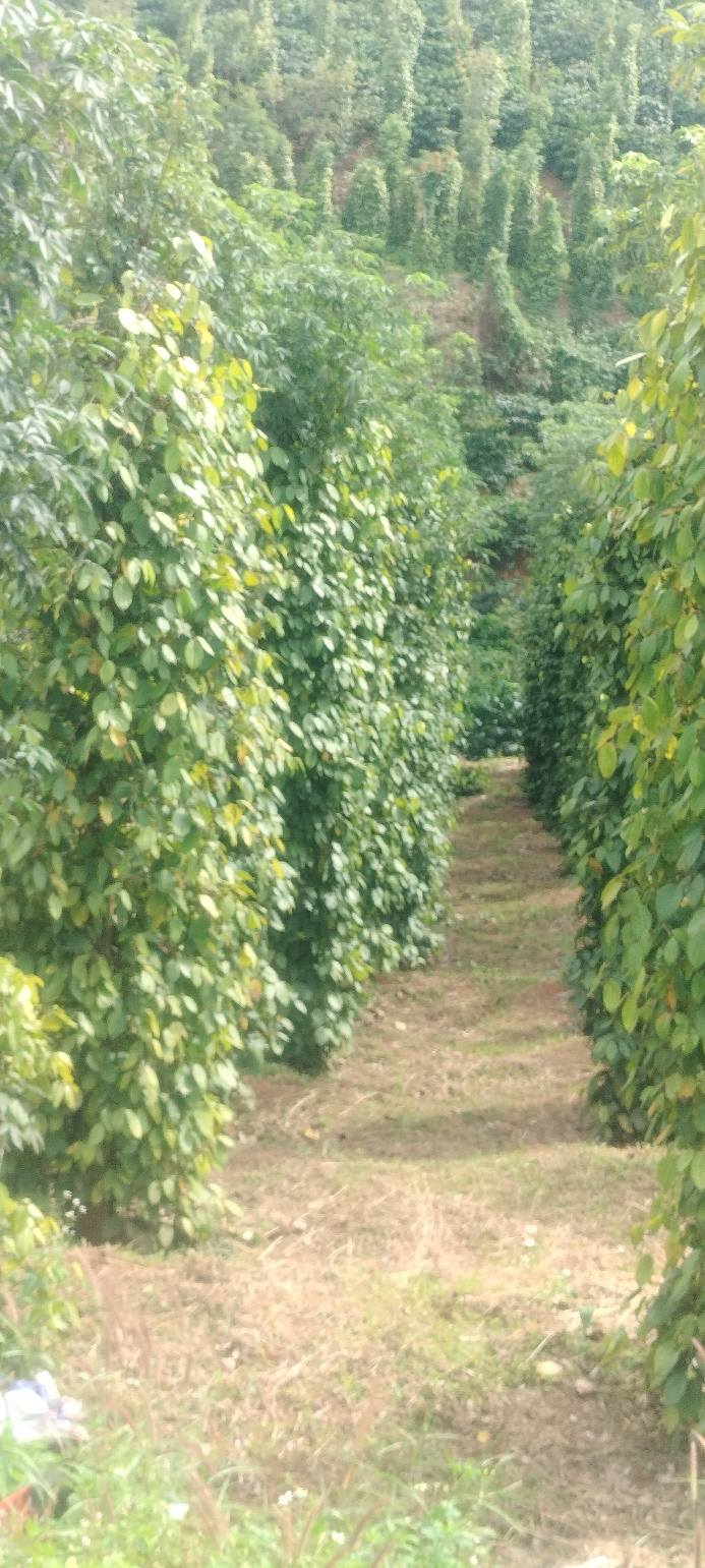 Đất nền 5000m² tại Quảng Trực, Tuy Đức, Đắk Nông - Giá chỉ 1.5 tỷ, sổ đỏ chính chủ!