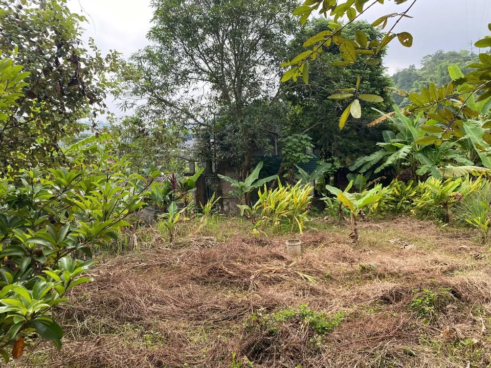 Đất vườn Tả Phời Lào Cai 1258m² giá 800 triệu - Tiềm năng phát triển cao!