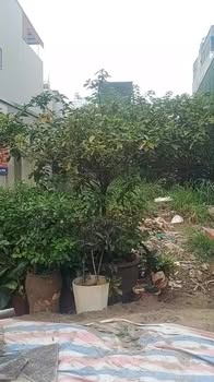 Đất phân lô Vân Canh 60m² giá 11.4 tỷ - Đối diện ủy ban xã!