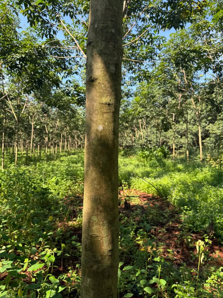 Đất thổ cư và cao su Tiến Thành Đồng Xoài 2ha giá 2 tỷ - Chủ cần bán gấp!