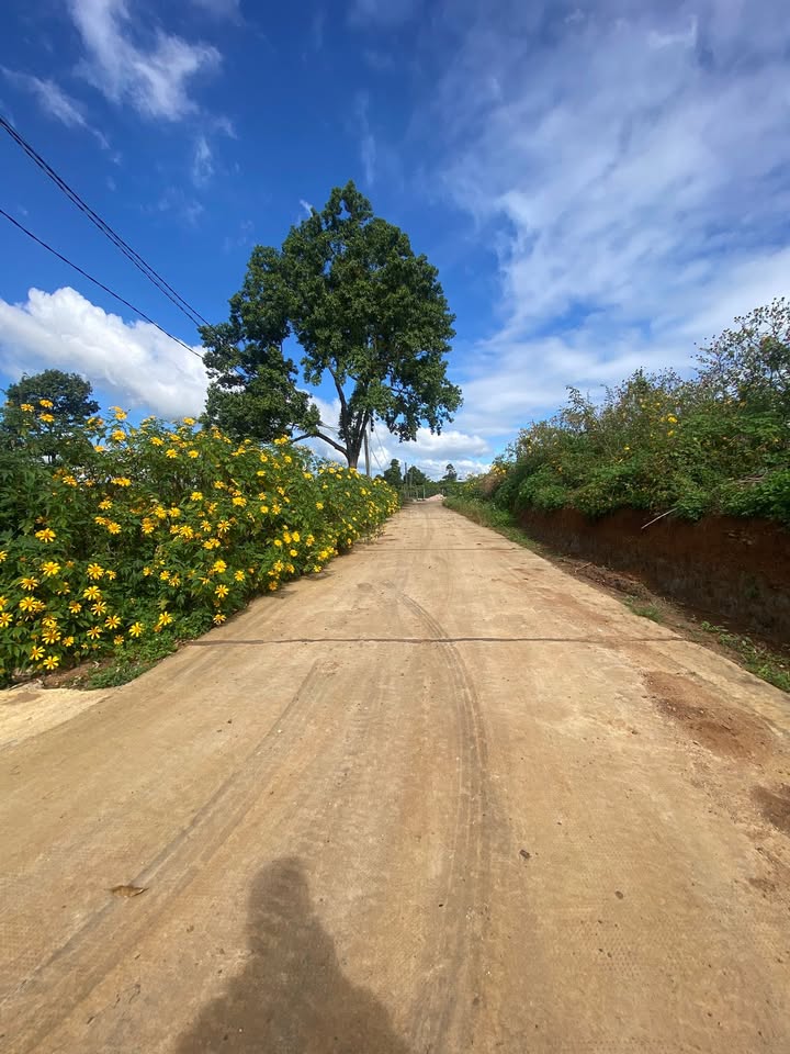 Đất nền hẻm 80 Lữ Gia 135m² giá chỉ 6xx triệu - Đầu tư sinh lời ngay!