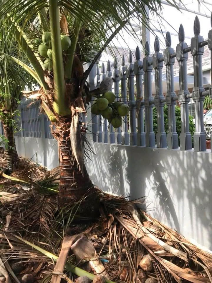 Đất nền biệt thự mặt tiền 909 Phú Đức, Long Hồ 510m² giá 2.499 tỷ - Đầu tư sinh lời ngay!