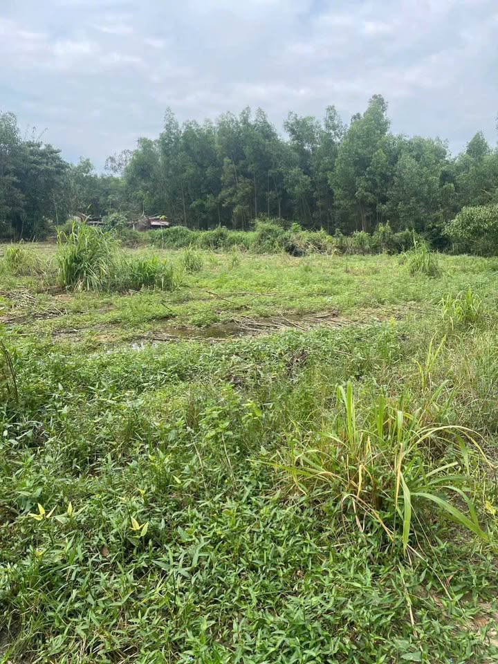 Đất nền Tịnh Trà 537m² giá tốt - Gần trung tâm hành chính!