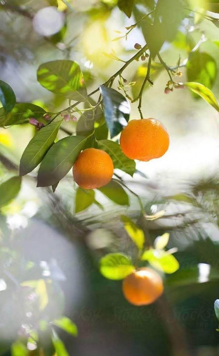 Đất nền Ninh Sơn 120m² hướng Nam - Giá cả hợp lý, thương lượng ngay!