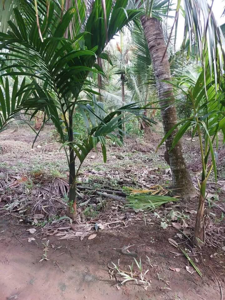 Đất nông nghiệp 1250m² tại xã Long Mỹ, huyện Giồng Trôm - Giá 420 triệu, lợi nhuận cao!