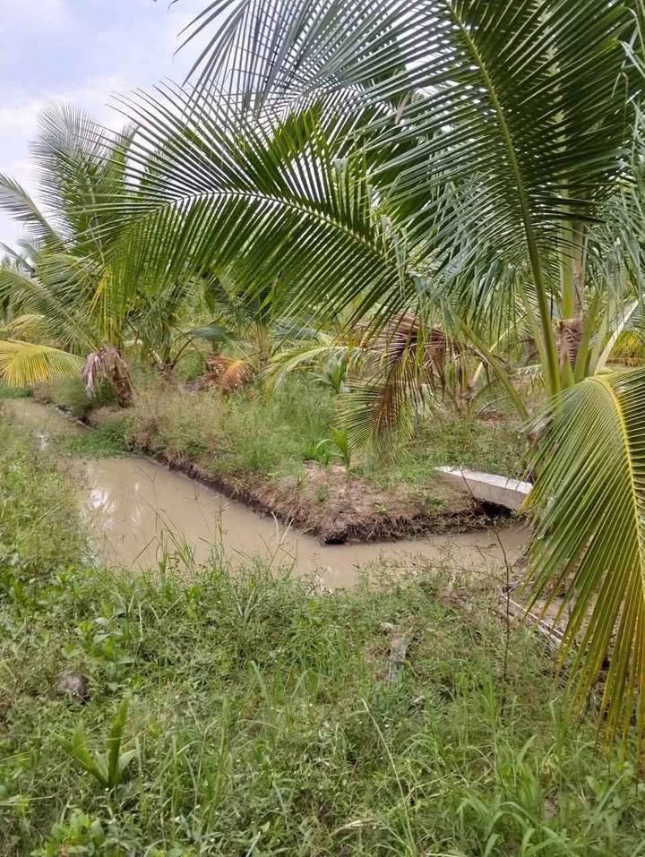 Đất nền Giồng Trôm Bến Tre 24000m² giá 2.82 tỷ - Pháp lý rõ ràng!