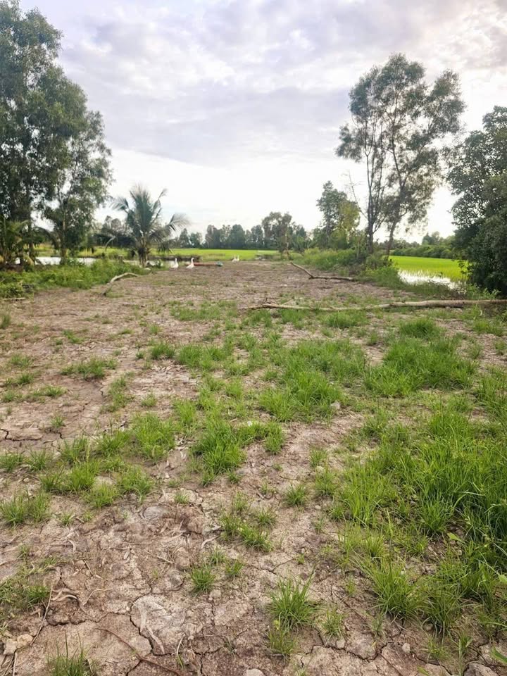 Đất thổ cư 350m² tại phường Lý Văn Lâm, Cà Mau - Sổ hồng riêng, giá chỉ 520 triệu!