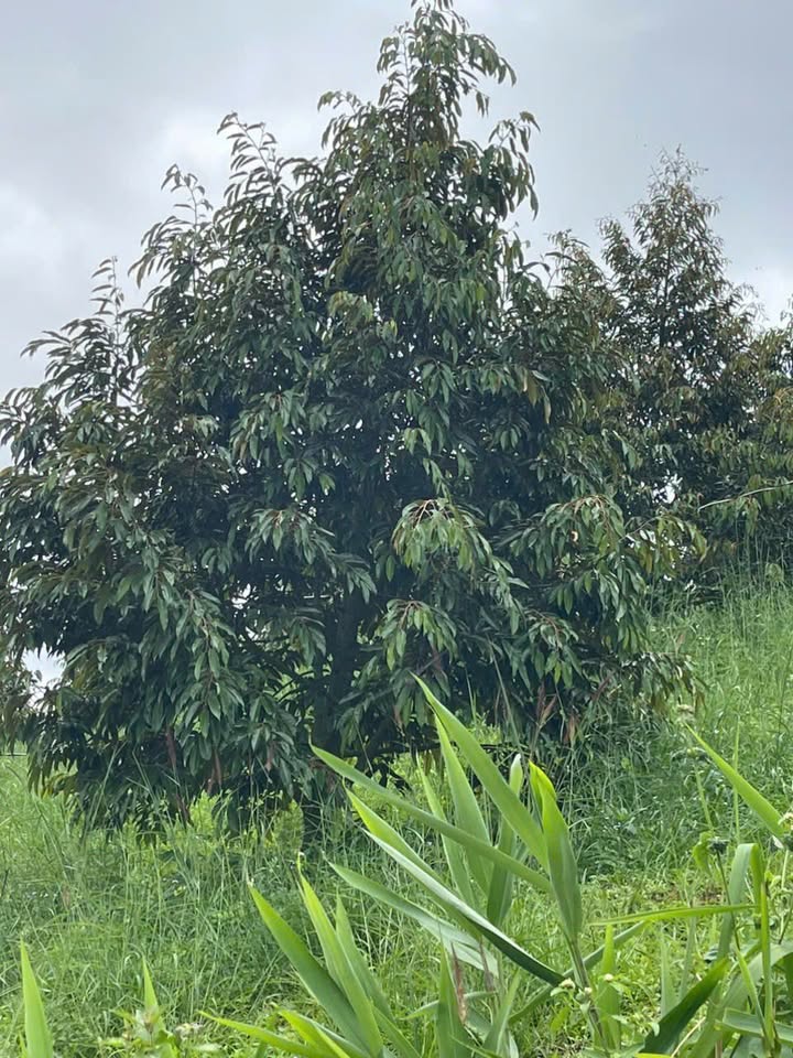 Đất vườn Tân Thanh Lâm Hà 28,000m² giá 6.2 tỷ - Ô tô vào tận nơi!