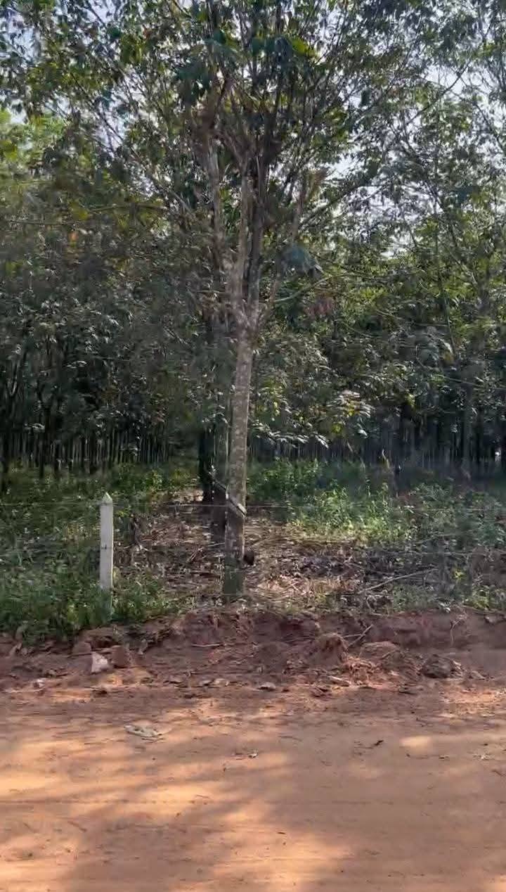 Đất công nghiệp 2 mặt tiền tại Long Nguyên Bàu Bàng 40.000m² giá 44 tỷ - Đầu tư sinh lời nhanh chóng!