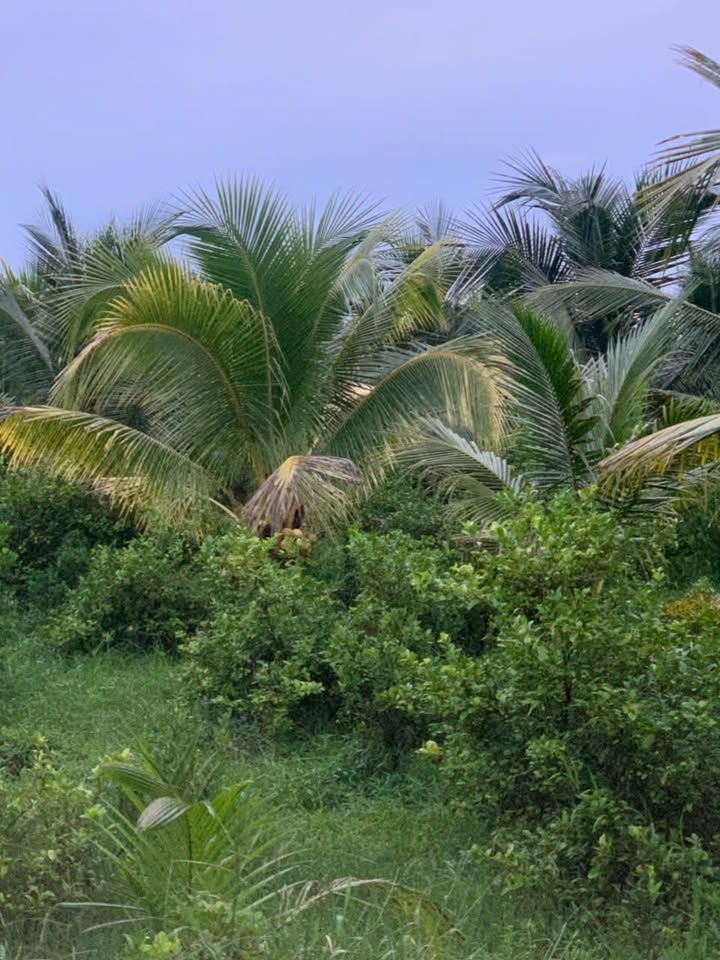 Farm 8 công 6 Xã An Phước giá 400 triệu - Đầu tư sinh lời hấp dẫn!