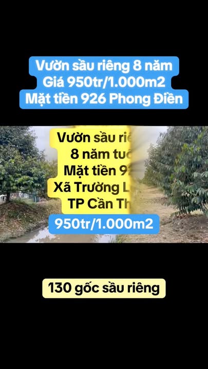 Bán gấp vườn sầu riêng 7200m² tại Trường Long, Cần Thơ - Giá chỉ 6.84 tỷ!