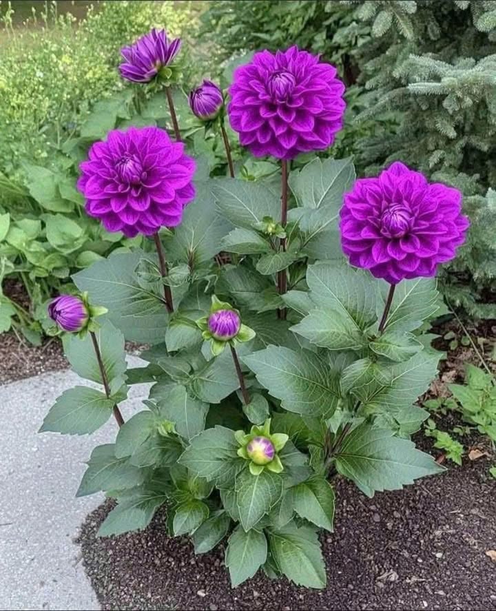 Lô đất Phú Cát Quốc Oai 65m² giá 1.65 tỷ - Đầu tư sinh lời ngay!