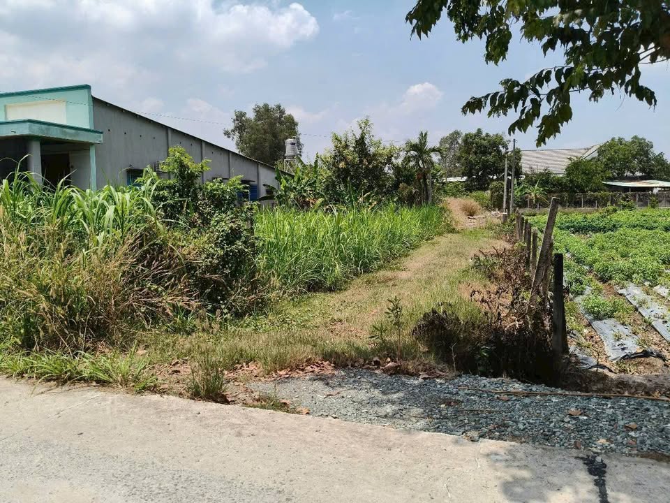 Đất thổ cư Phước Thạnh Củ Chi 550m² giá 5.5 tỷ - Cơ hội vàng cho đầu tư!