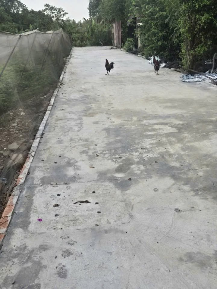 Đất nền thổ cư 102m² tại Hóc Môn chỉ 2.9 tỷ - Đầu tư sinh lời ngay!