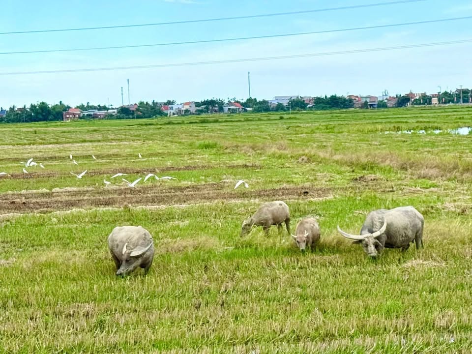 Đất nền Cẩm Châu, Hội An 107m² chỉ 3 tỷ - Cơ hội đầu tư không thể bỏ lỡ!