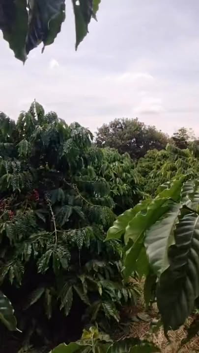 Đất thổ cư Ea Ning 4000m² giá 1.2 tỷ - Cơ hội đầu tư lý tưởng!