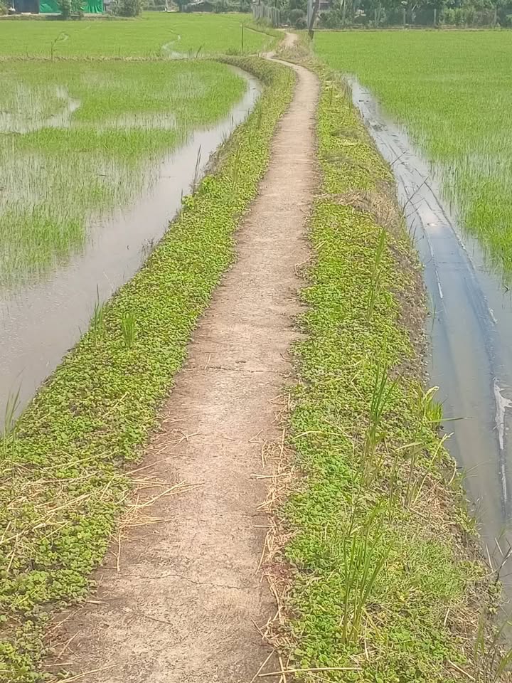 Đất nông nghiệp 4000m² tại Thọ Khương, Gò Công Tây giá 400 triệu - Tiềm năng sinh lời cao!