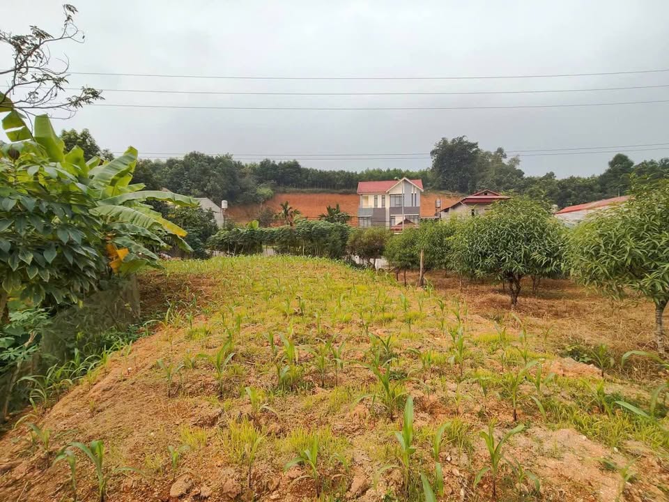 Lô đất đẹp tại đường Thanh Liêm, xã Minh Bảo, 970m² - Thích hợp xây biệt thự!