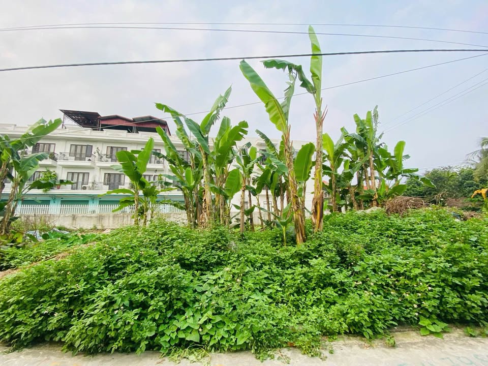 Đất nền An Đồng, An Dương 97m² giá 2 tỷ - Đường thông, quy hoạch mở rộng!