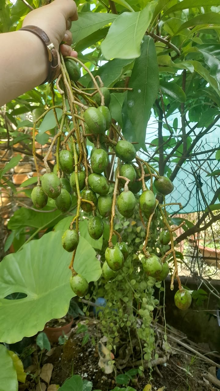 Đất nền 2 mặt tiền Tạ Thị Phi, Bình Thủy, Cần Thơ 279m² - Kinh doanh đa ngành nghề