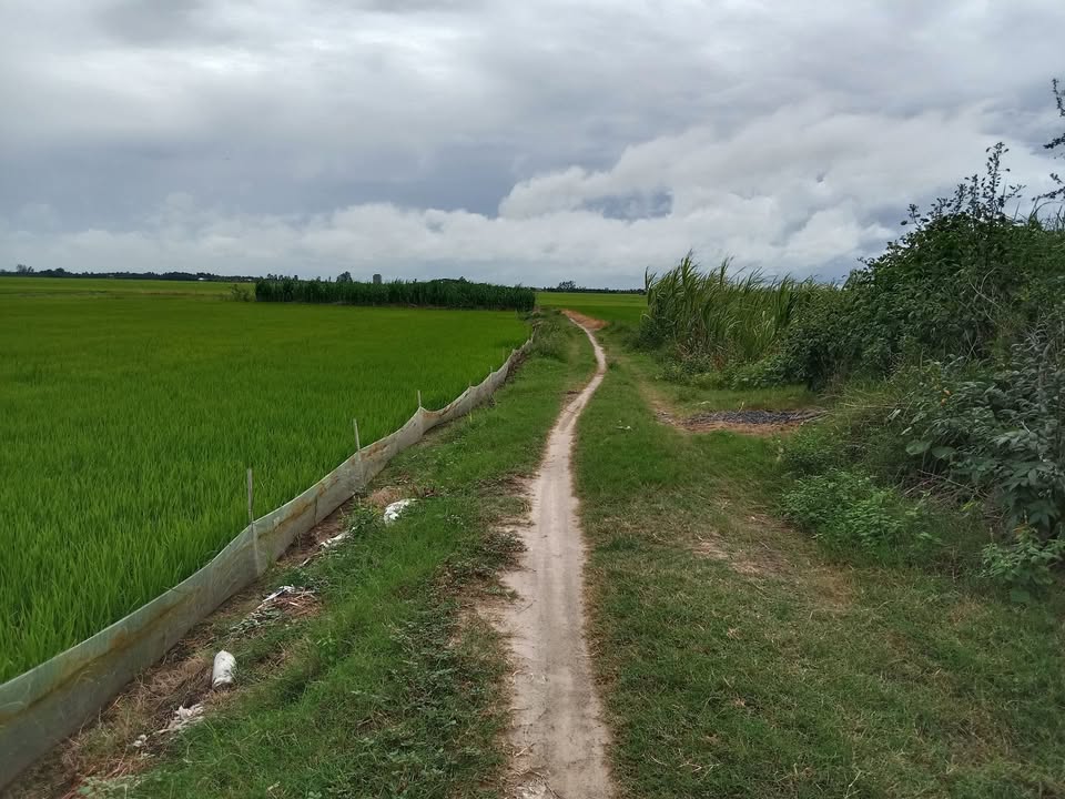 Đất ruộng 27.000m² Tân Phước, Tân Hồng - Giá 3.105 tỷ, không thể bỏ lỡ!