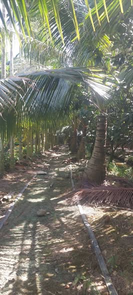 Đất vườn 4000m² K6, P8, TP. Tây Ninh giá chỉ 1 tỷ - Đầu tư sinh lời ngay!