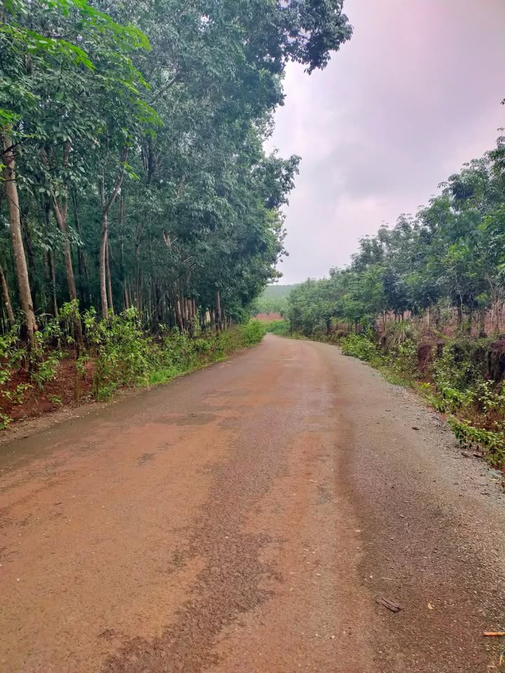 Đất Farm 3,2ha tại xã Long Hà, Phú Riềng - Giá 5,5 tỷ thương lượng