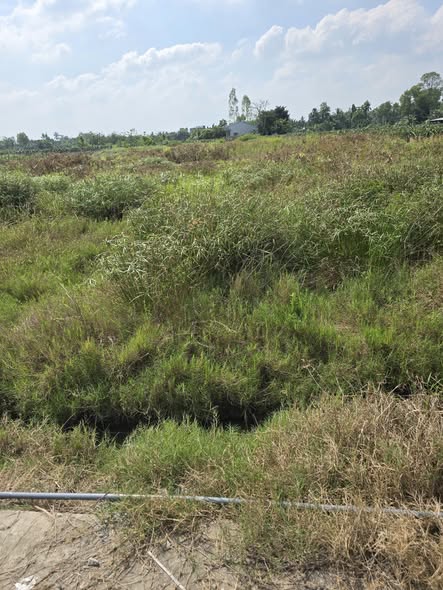 Đất lúa 1000m² xã Hòa Phú, Châu Thành, Long An - Giá chỉ 480 triệu!