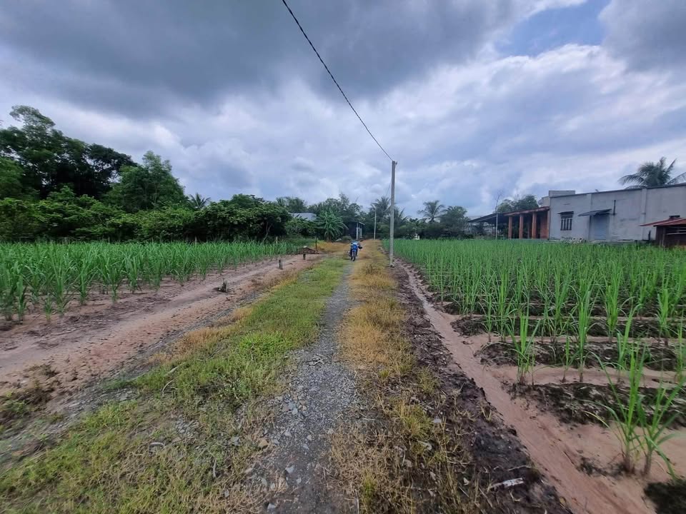 Đất nền ấp Tầm Lanh, Phước Thạnh 250m² giá 380 triệu - Đầu tư lý tưởng gần KCN!