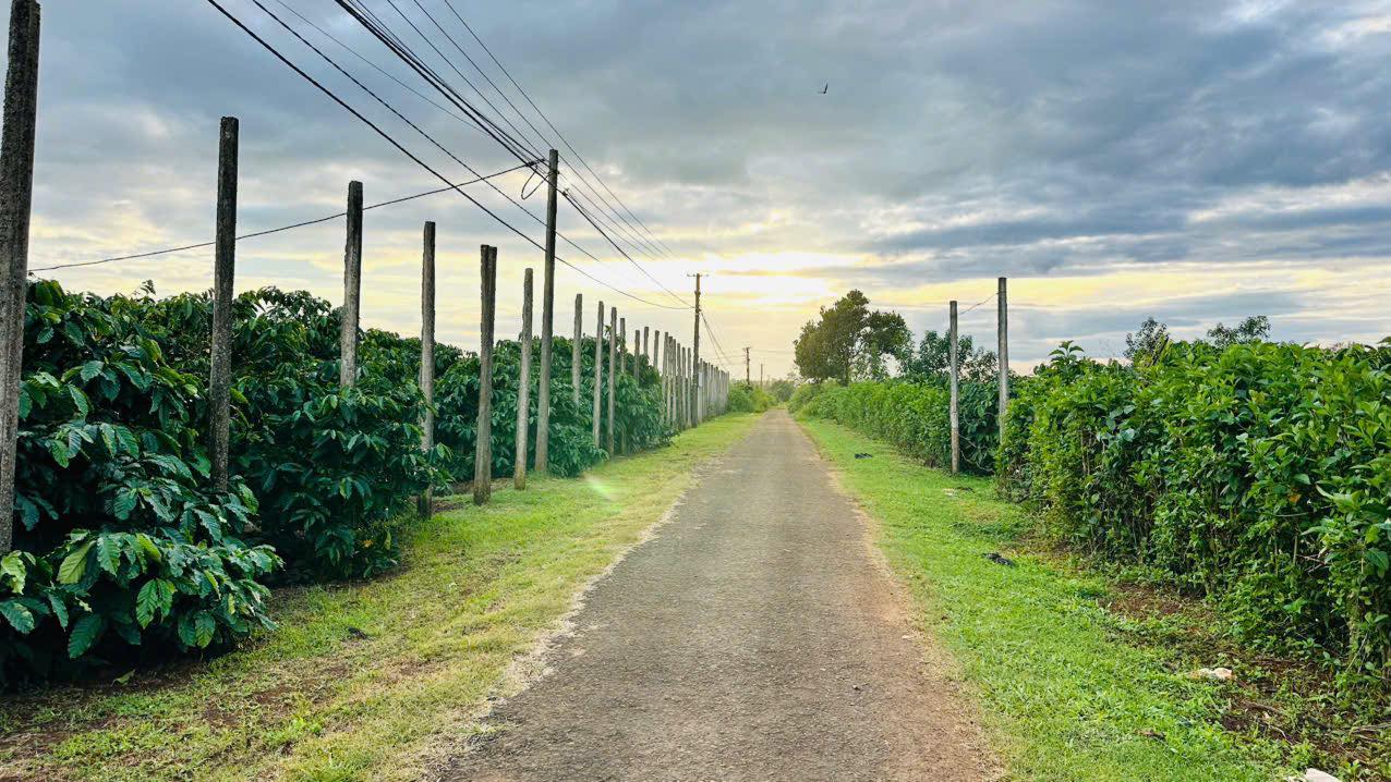 Đất thổ cư hẻm 100 Nguyễn Kiệm, Gia Lai 150m² giá 400 triệu - Cơ hội đầu tư hiếm có!