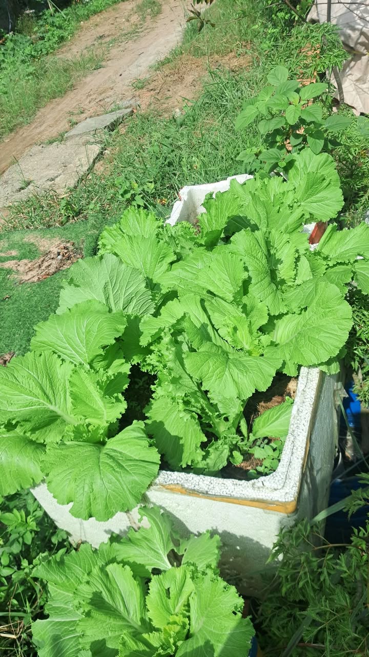 Đất nền Bến Cát 204m² giá 2.7 tỷ - Kinh doanh sầm uất gần chợ Hoàng Gia!