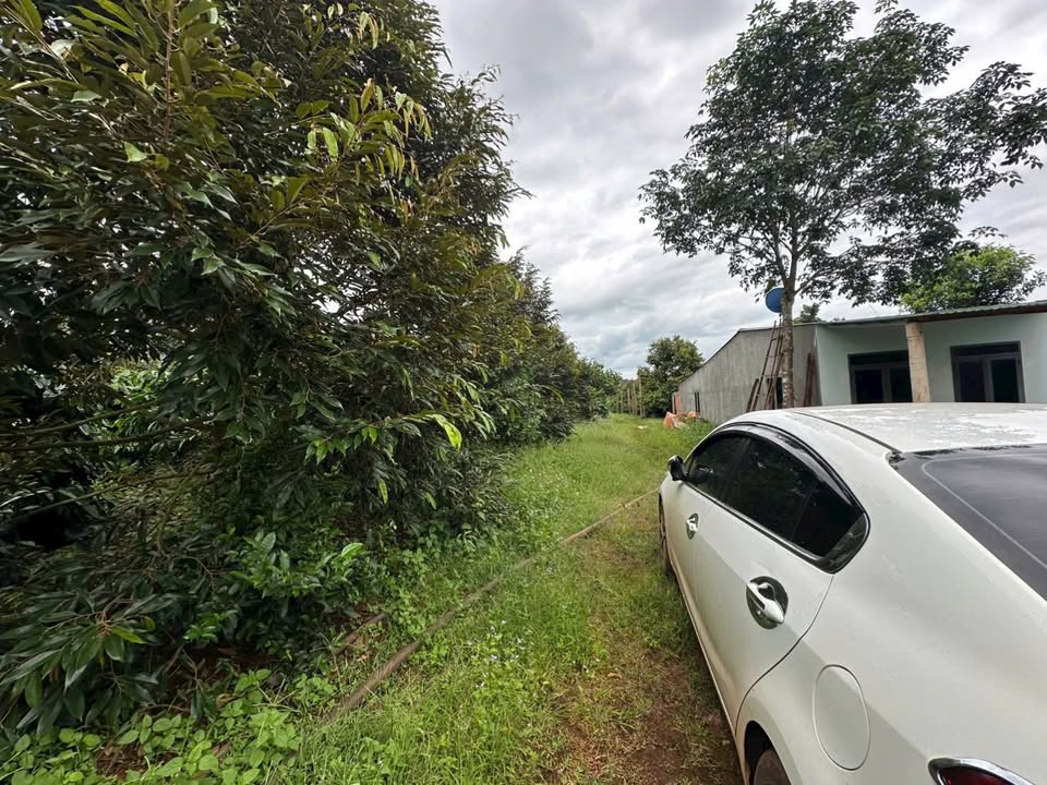 Đất nông nghiệp 2,1 héc ta tại xã Kon Thụp, Gia Lai - Kinh doanh sầu riêng, cà phê sinh lời!