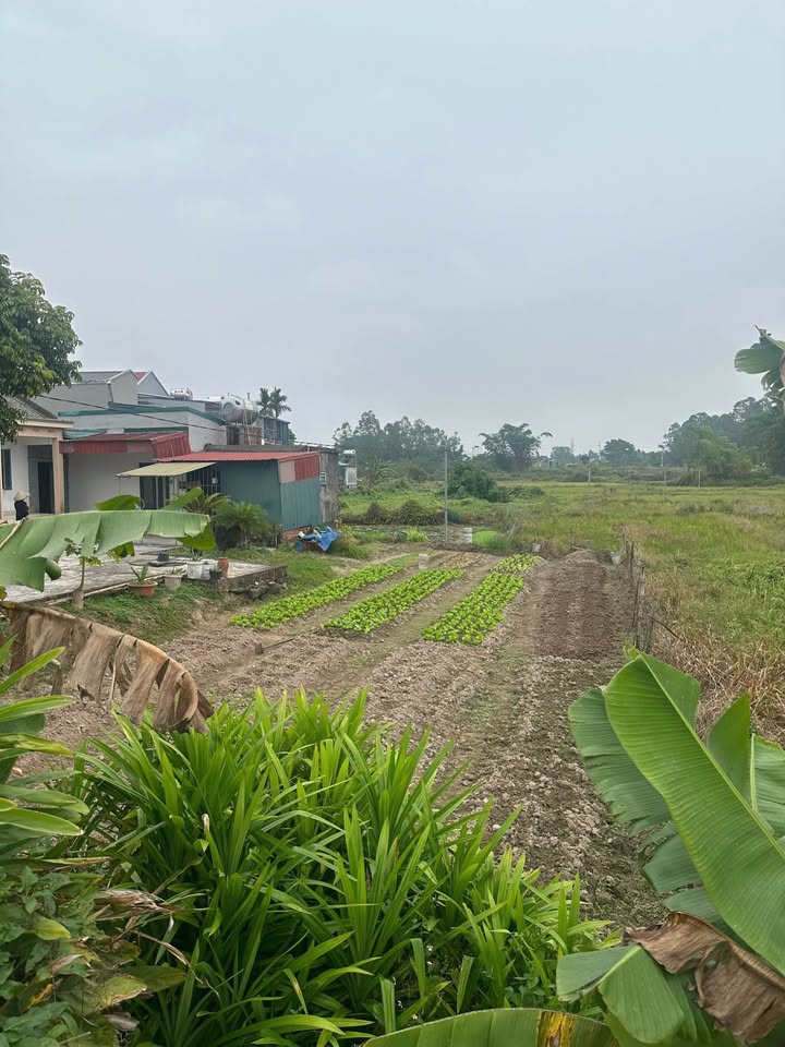 Đất chính chủ Ninh Dương Móng Cái 85m² giá 700 triệu - Cơ hội đầu tư hấp dẫn!