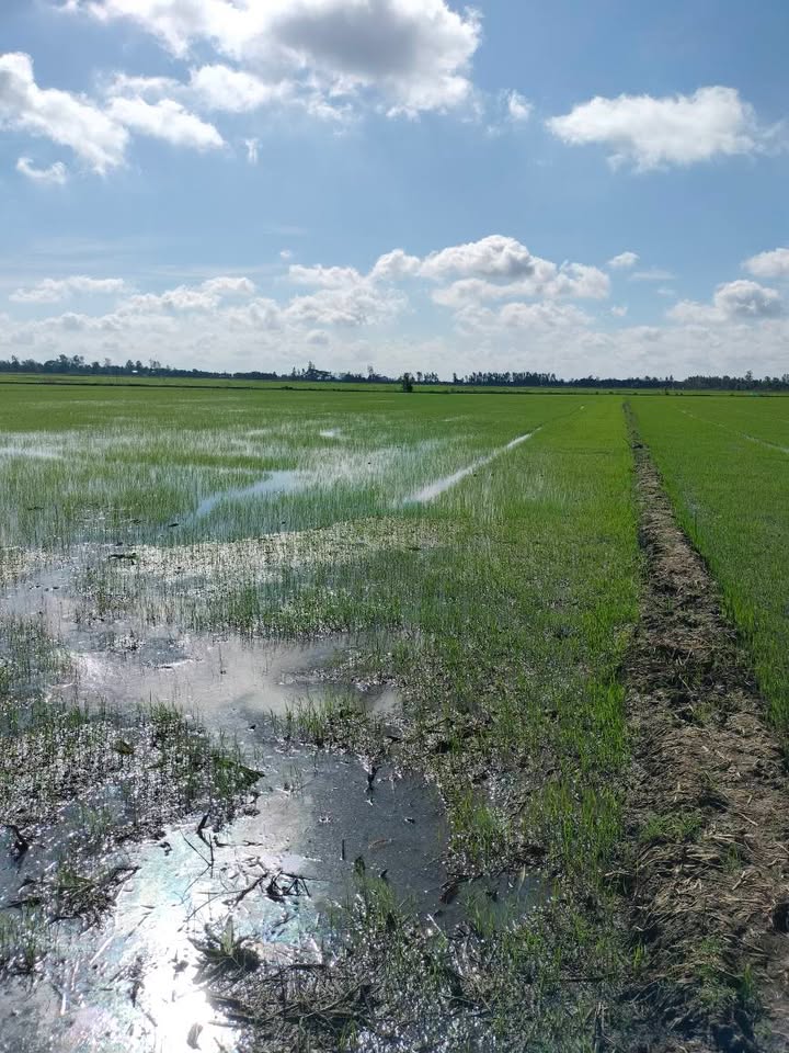 Đất ruộng 6200m² tại Bình Tấn, Đồng Tháp - Giá chỉ 1.116 tỷ, mặt tiền 43m!