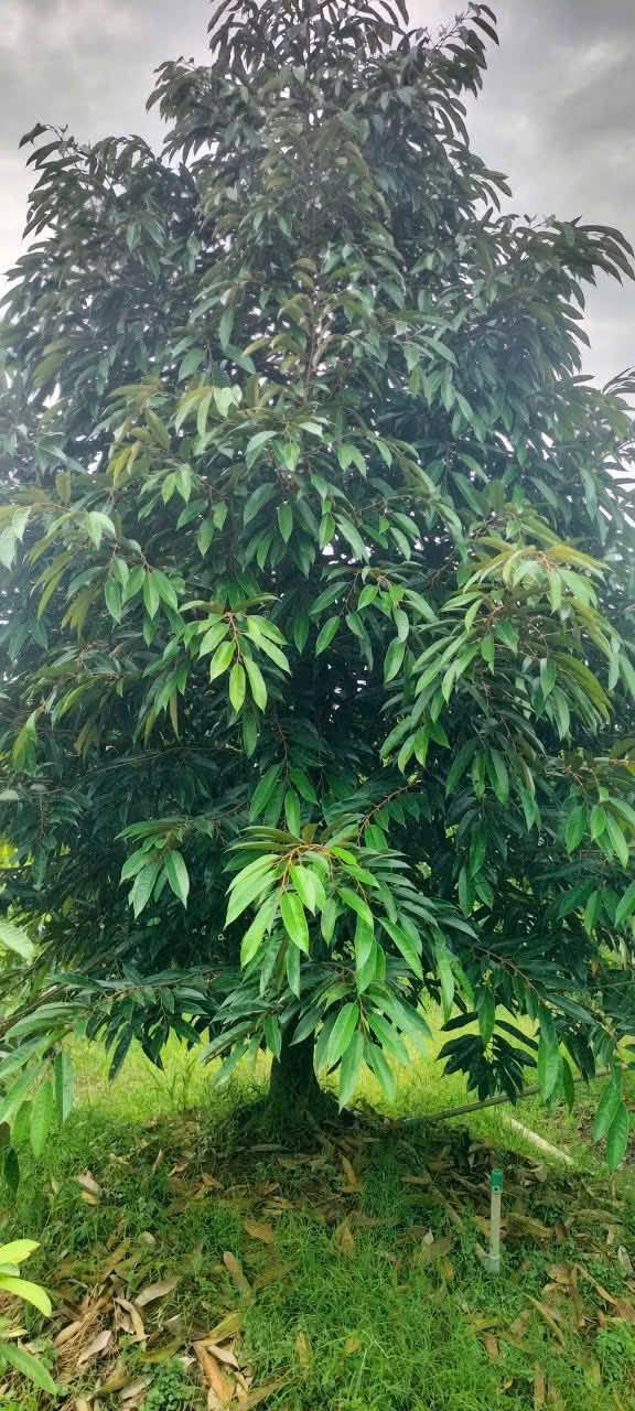 Đất vườn 10.000m² xã Thanh Mỹ, Đồng Tháp giá chỉ 620 triệu - Cơ hội đầu tư tuyệt vời!