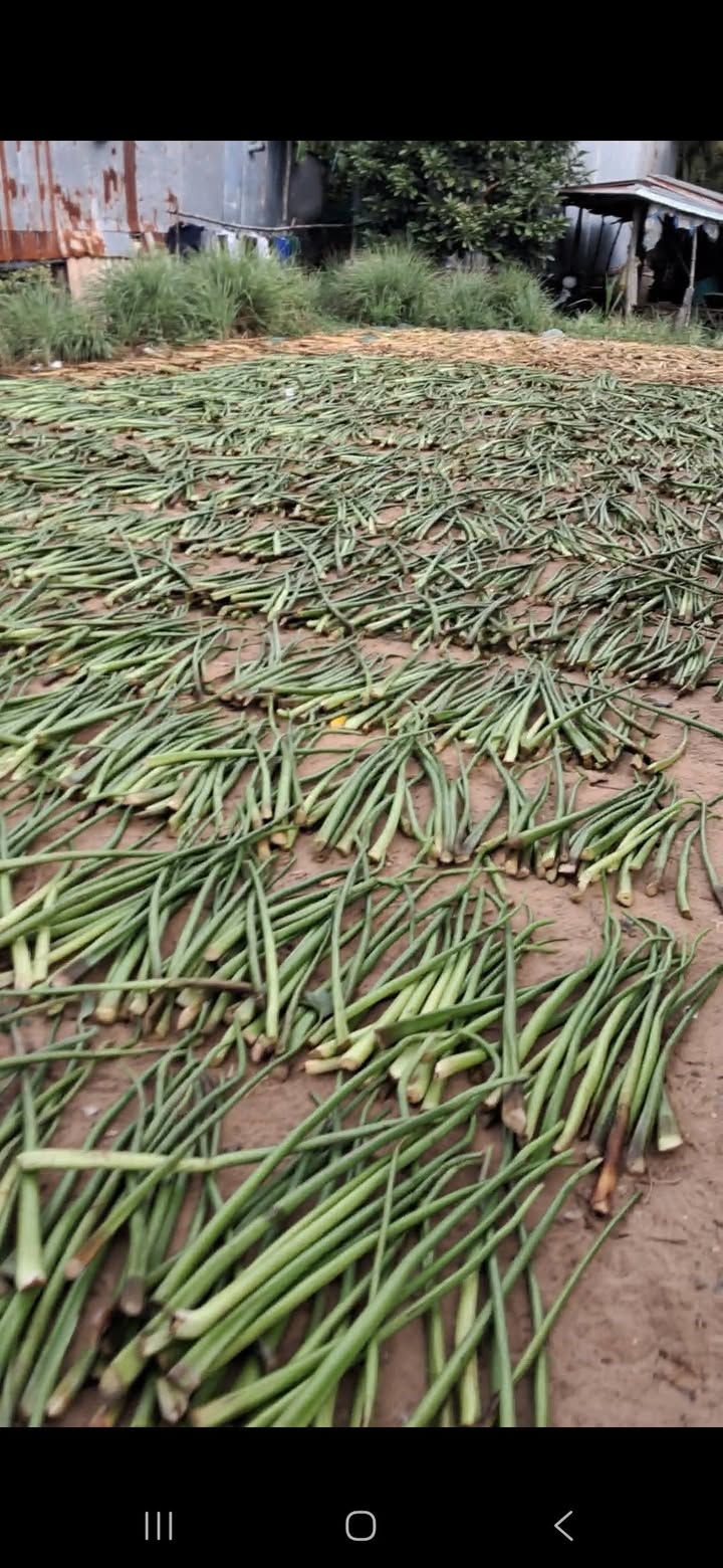 Đất thổ cư mặt tiền xã Thanh Bình 312m² giá 1 tỷ - Đầu tư sinh lời ngay!