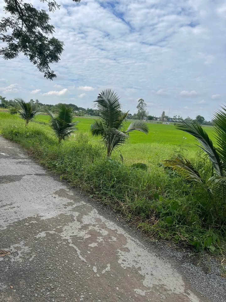 Đất Ruộng 2 Mặt Tiền Phong Mỹ 5600m² giá 1.1 tỷ - Sổ riêng, ô tô vào tận nơi!