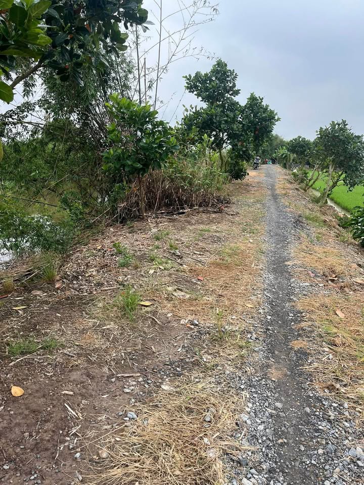 Đất ruộng 3551m² xã Mỹ Thọ, Đồng Tháp - Giá chỉ 1 tỷ, cơ hội đầu tư tuyệt vời!