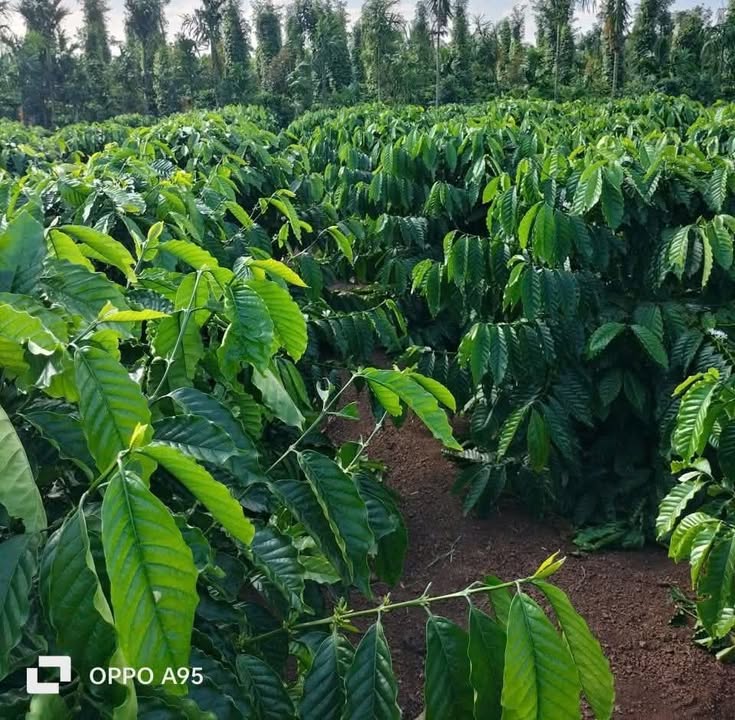 Đất nền Cư Huê 5000m² giá 1.2 tỷ - Cơ hội đầu tư hấp dẫn!