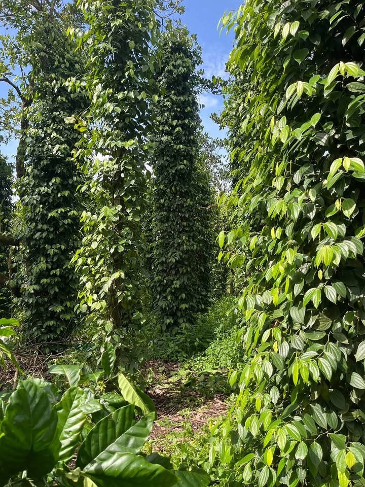 Lô đất rẫy 1,5ha tại xã Ea Ô, Đắk Lắk - Đầu tư sinh lời cao!