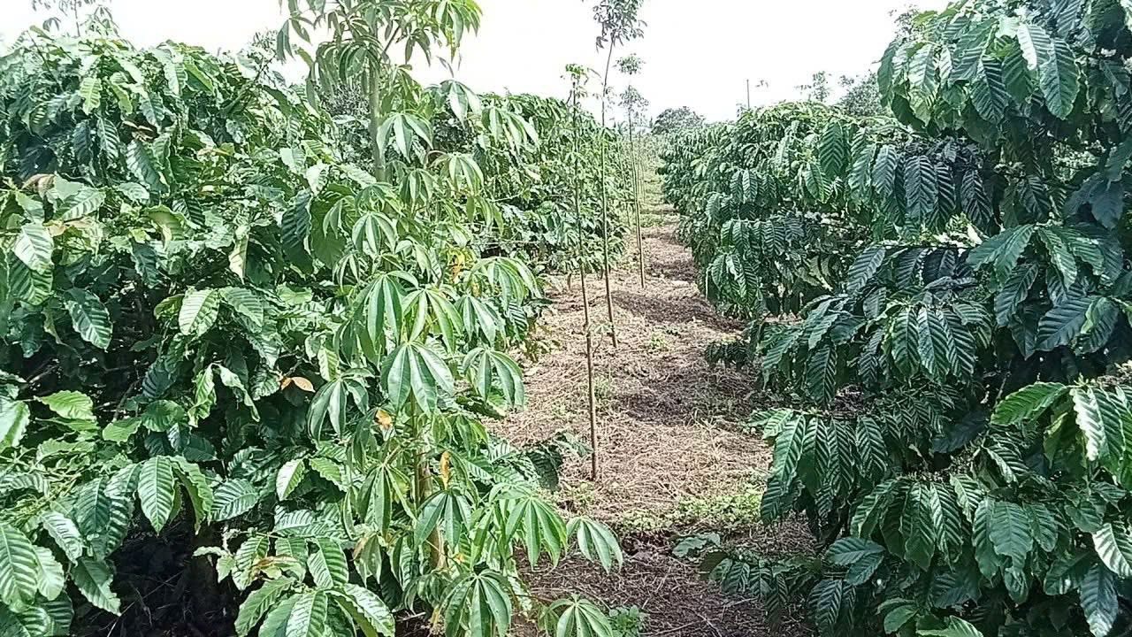 Đất đẹp 5 sào 3 tại Cư Huê, Ea Kar chỉ 1,2 tỷ - Cơ hội vàng đầu tư!