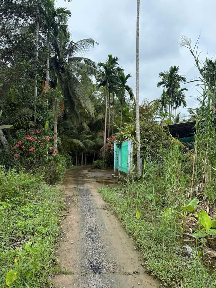 Đất nền An Thới, Cần Thơ 106m² giá 890 triệu - Cơ hội đầu tư tuyệt vời!