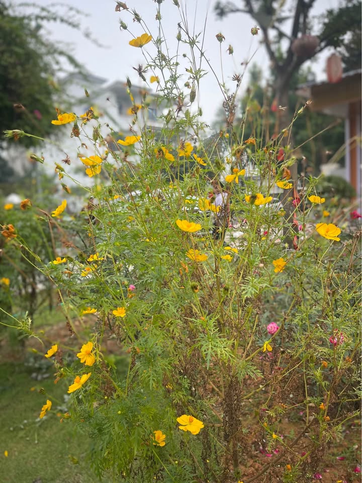 Nhà 2 tầng 100m² tại Vĩnh Yên giá 4 tỷ - Đầu tư tiềm năng!