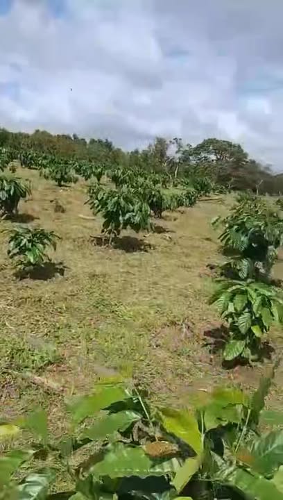 Đất thổ cư 400m² xã Phú Xuân, Krông Năng 1ha3 chỉ 2.2 tỷ - Cơ hội đầu tư tuyệt vời!