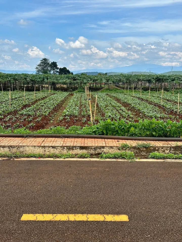 Đất nền xã Liên Hiệp 130m² giá 790 triệu - Cách sân bay Liên Khương chỉ 3km!