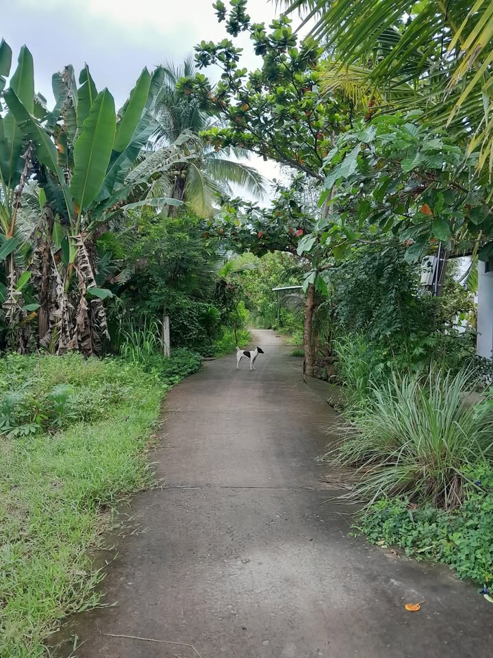 Đất mặt tiền hẻm ô tô Đồng Khởi nối dài, 155m² chỉ 390 triệu - Đầu tư sinh lời!